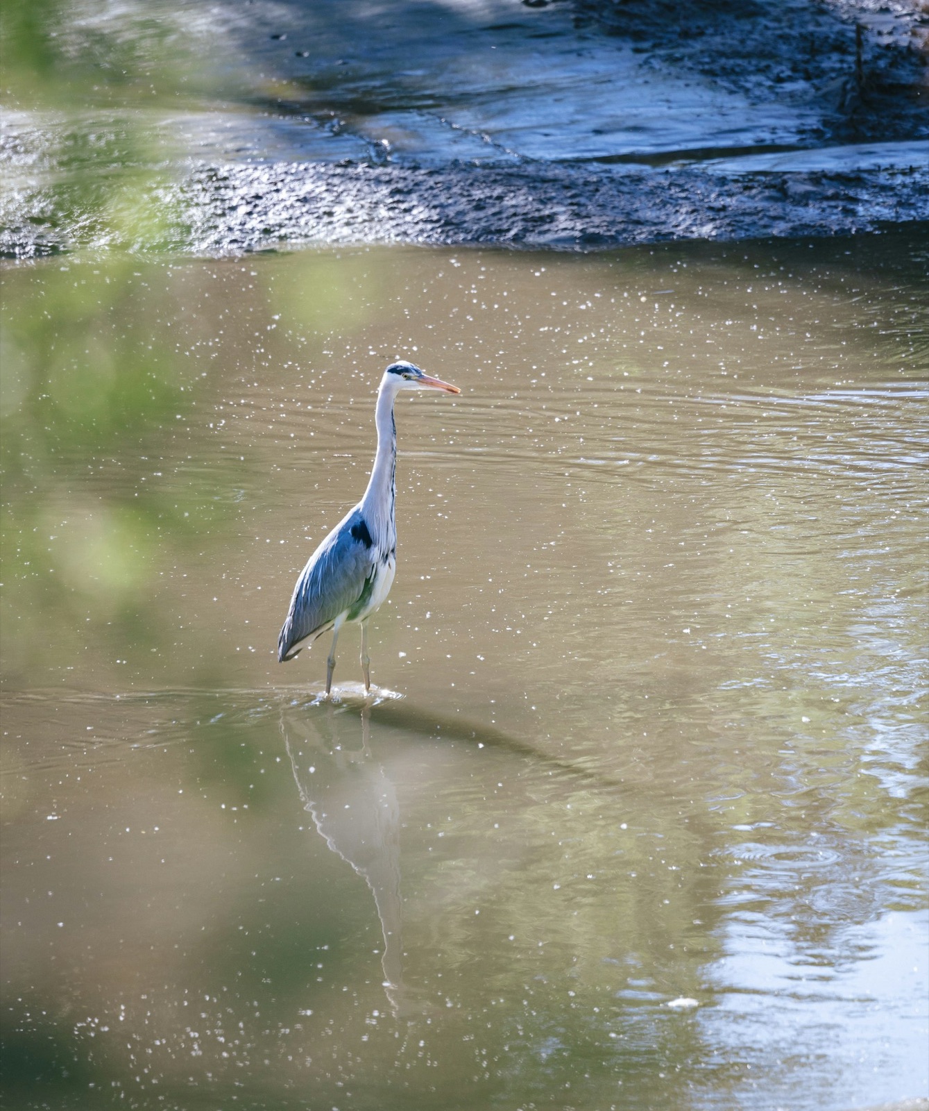 A grey heron standing still in calm water, its reflection settling on the surface.